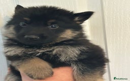 German Shepherd dogs for sale: GERMAN SHEPHERD  - Image 5