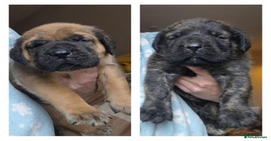 Mastiff dogs - Advert 13