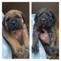 Mastiff dogs - Advert 2
