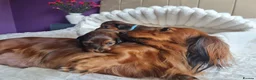 Miniature Dachshund dogs for sale: Beautiful Miniature Dachshund puppies in Edinburgh - Advert 1