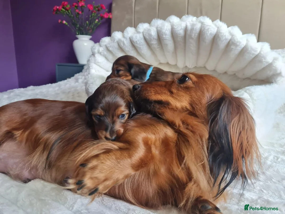 Miniature Dachshund dogs for sale: Beautiful Miniature Dachshund puppies in Edinburgh - Advert 1