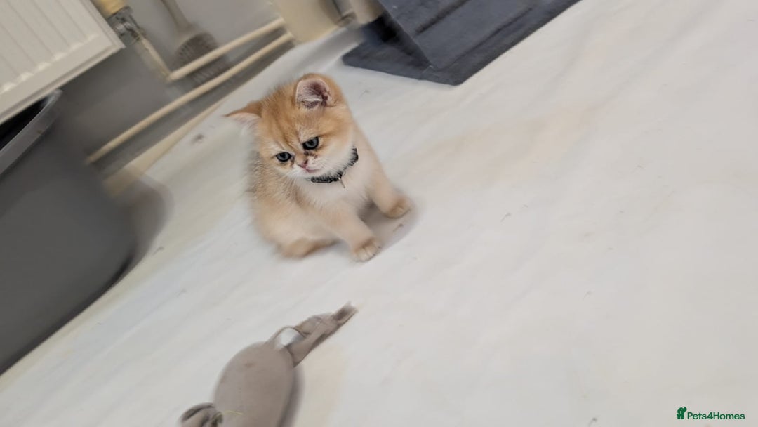 British Shorthair cats for sale: One lovely girl and three handsome boys  - Image 15