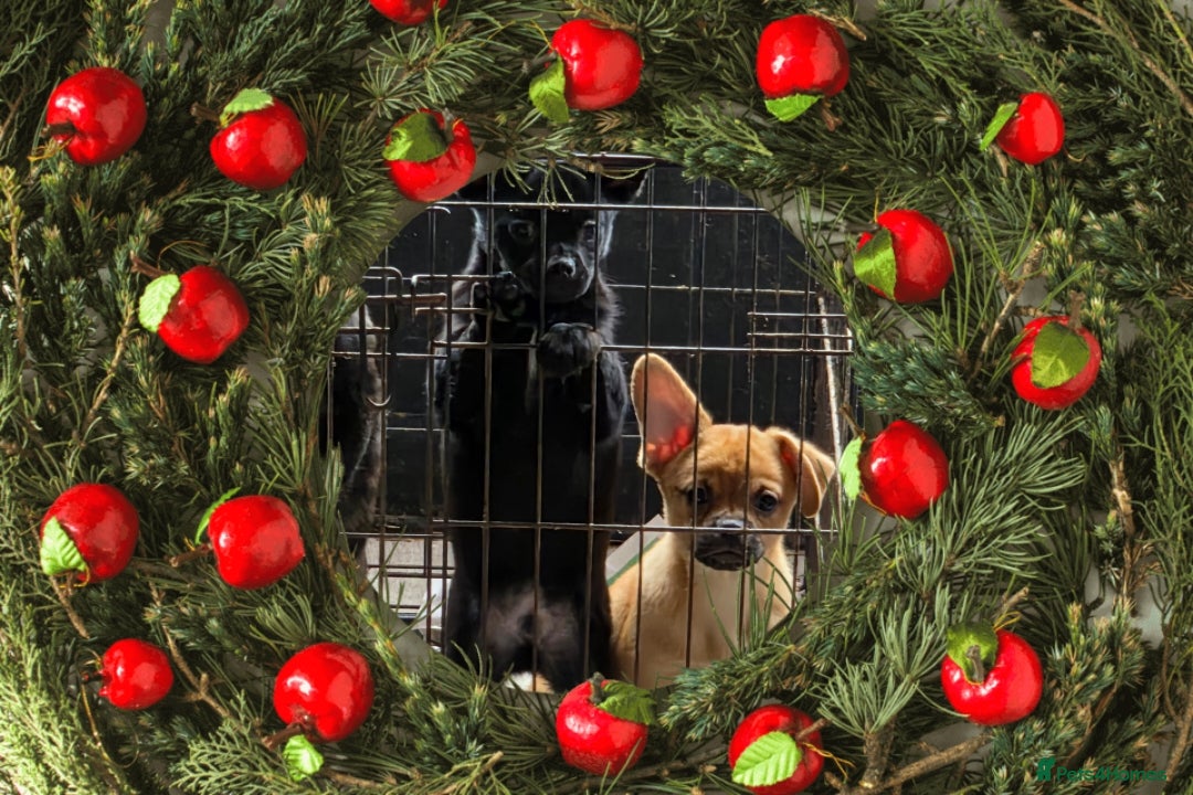 French Bulldog dogs for sale: ❤️⭐️  Adorable Frenchie poms ❤️⭐️ ONLY 3 LEFT ⭐️ - Advert 27