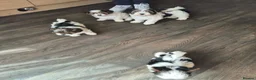 Biewer Terrier dogs for sale: 4 beautiful Yorkshire Biewer terrier puppies in Blackpool - Advert 12