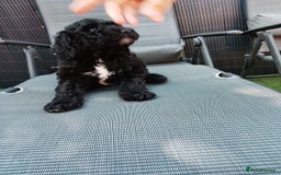 Sheepadoodle dogs for sale: F1b mini sheepadoodles  - Image 7