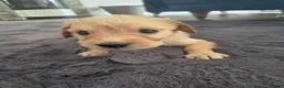 Mixed Breed dogs for sale: Beautiful Strong healthy puppy’s  - Advert 12