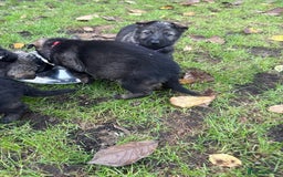 German Shepherd dogs for sale: 10 amazing german shepherd puppies - Advert 4