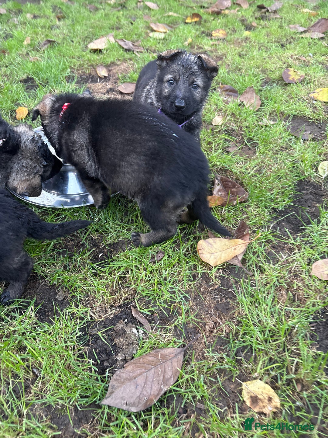 German Shepherd dogs for sale: 10 amazing german shepherd puppies - Advert 4