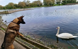 Mixed Breed dogs for sale: Sadly have to rehome a beautiful Malinois X - Image 2