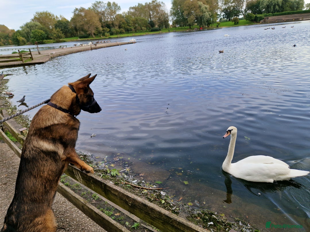Mixed Breed dogs for sale: Sadly have to rehome a beautiful Malinois X - Image 2