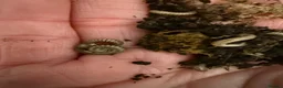 Millipedes invertebrates for sale: Bumblebee millipedes for sale  - Advert 5