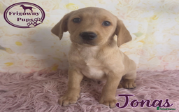 Labrador Retriever dogs for sale: Adorable KC Reg Labrador Puppies *Ready Now* - Image 13