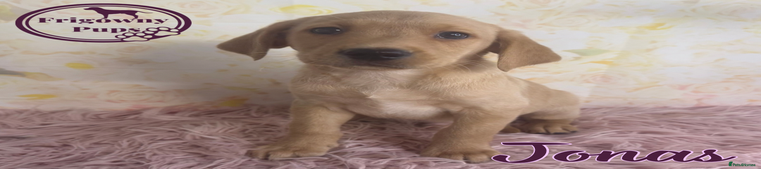 Jonas