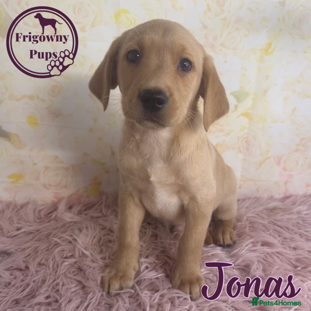 Labrador Retriever dogs for sale: Adorable KC Reg Labrador Puppies *Ready Now* - Image 13