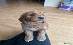 Labradoodle dogs for sale: Beautiful F3b Labradoodle Puppies - Image 25