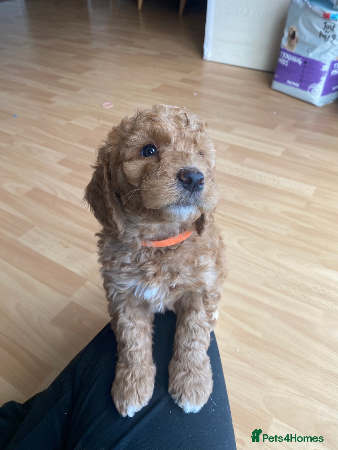 Labradoodle dogs for sale: Beautiful F3b Labradoodle Puppies - Image 25