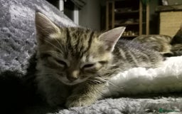 Domestic Shorthair cats for sale: Three female Domestic Shorthair - Image 9