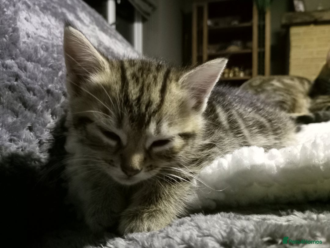Domestic Shorthair cats for sale: Three female Domestic Shorthair - Image 9