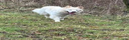 German Shepherd dogs for sale: Moonlight in Glasgow - Advert 3