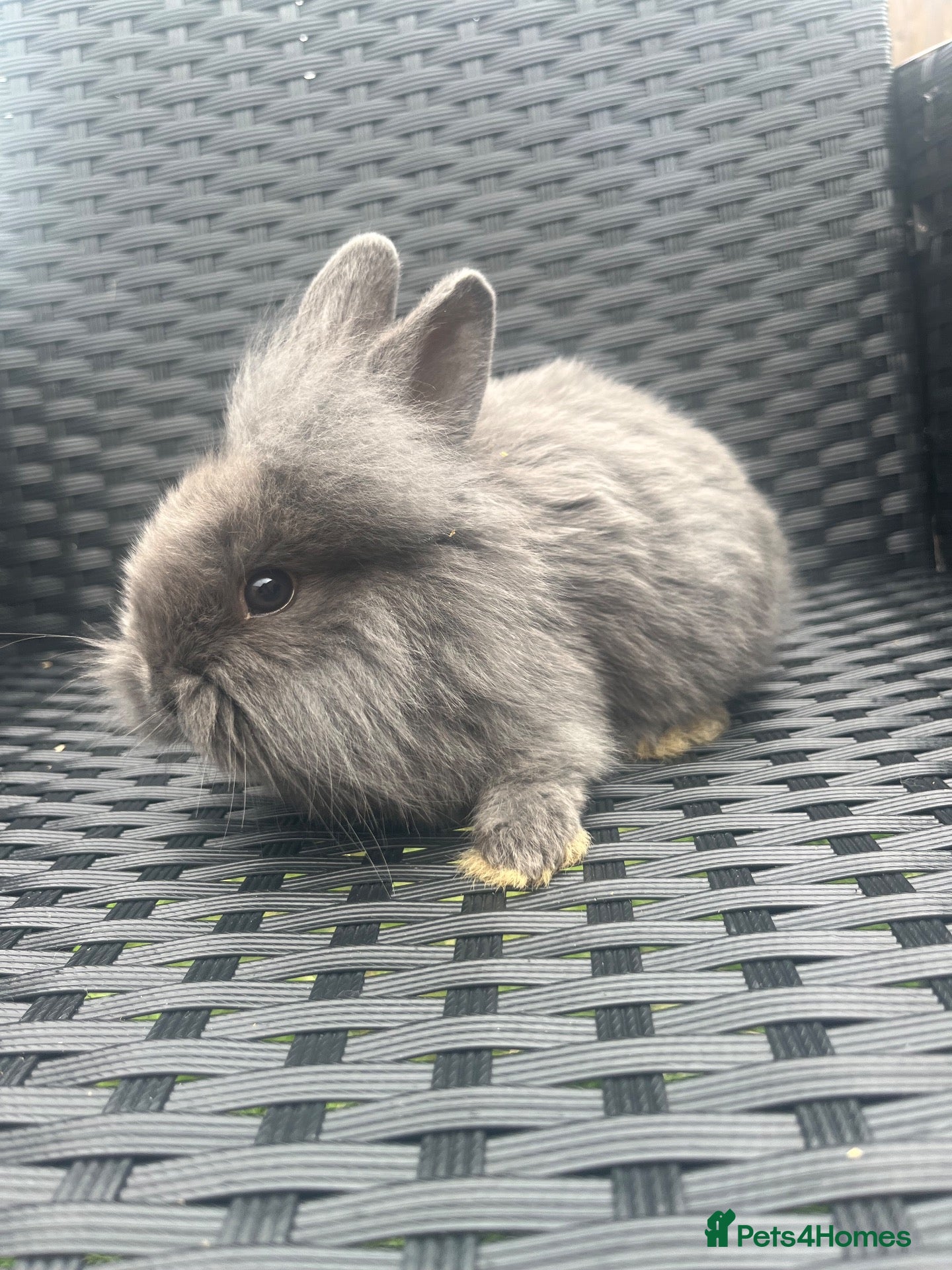 Mini Lion Lop rabbits Ready to go lionhead lops - Advert 10
