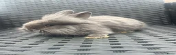 Mini Lion Lop rabbits for sale: Ready to go lionhead lops now reduced - Advert 29
