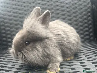 Mini Lion Lop rabbits Ready to go lionhead lops - Advert 10