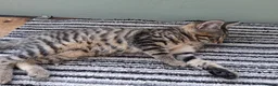 British Shorthair cats for sale: 4 Little Spotty Tigers  - Advert 11