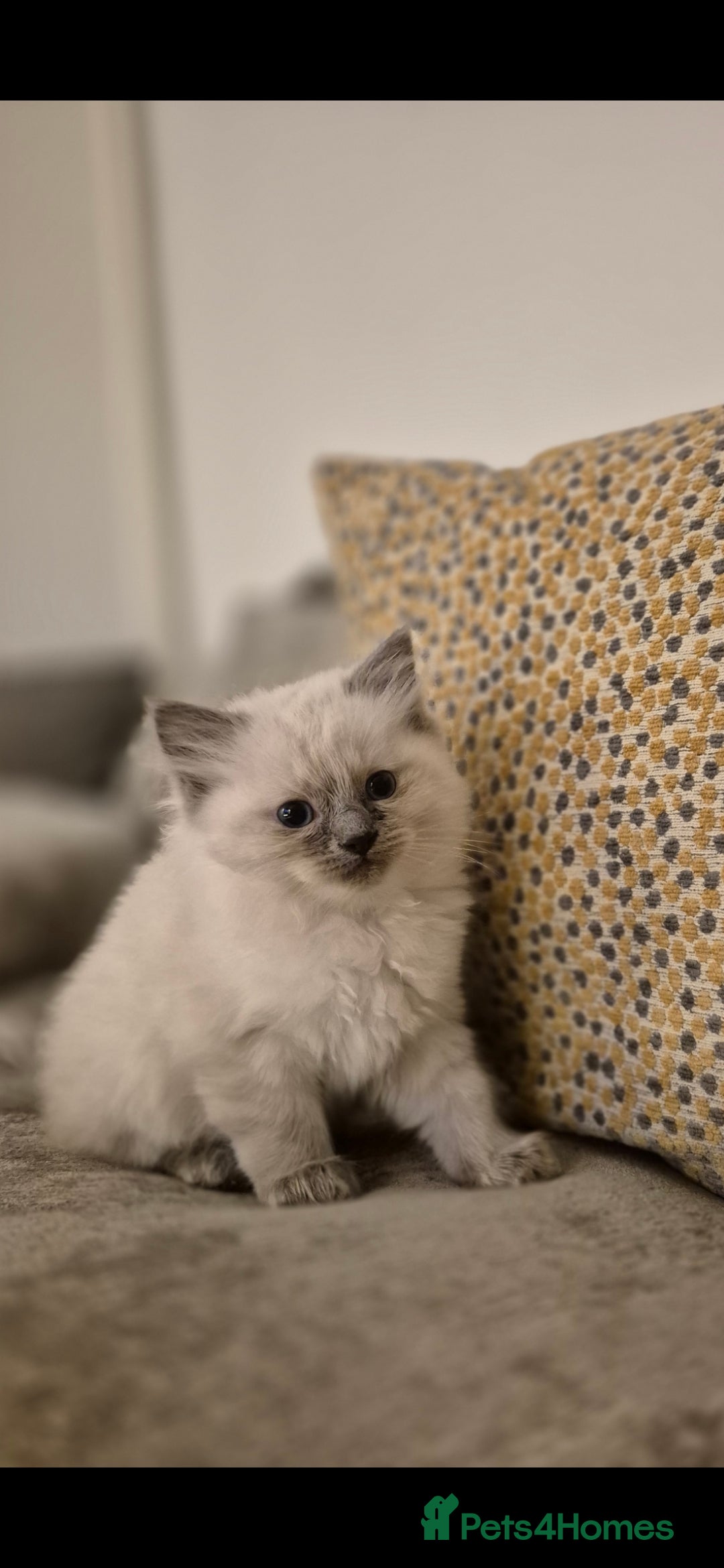 Ragdoll cats for sale: Pure Ragdoll Kittens - Advert 4