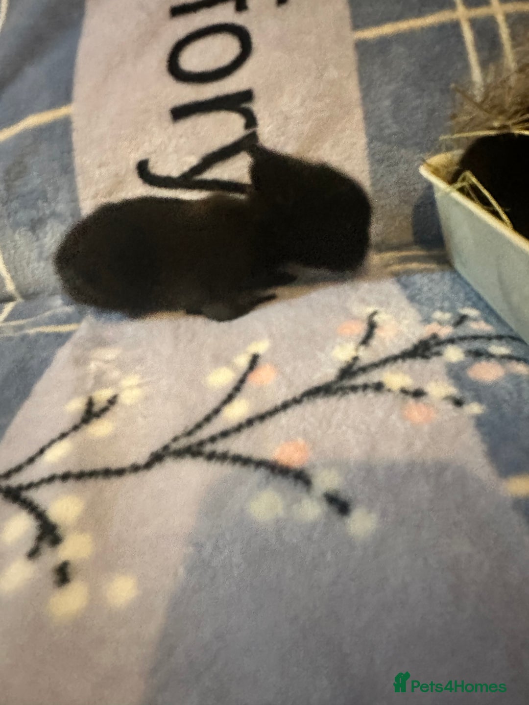 Mini Lion Lop rabbits for sale: Gorgeous lion lop babies  - Image 6