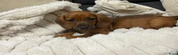 Dachshund dogs for sale: One girl left looking forever home  - Advert 8