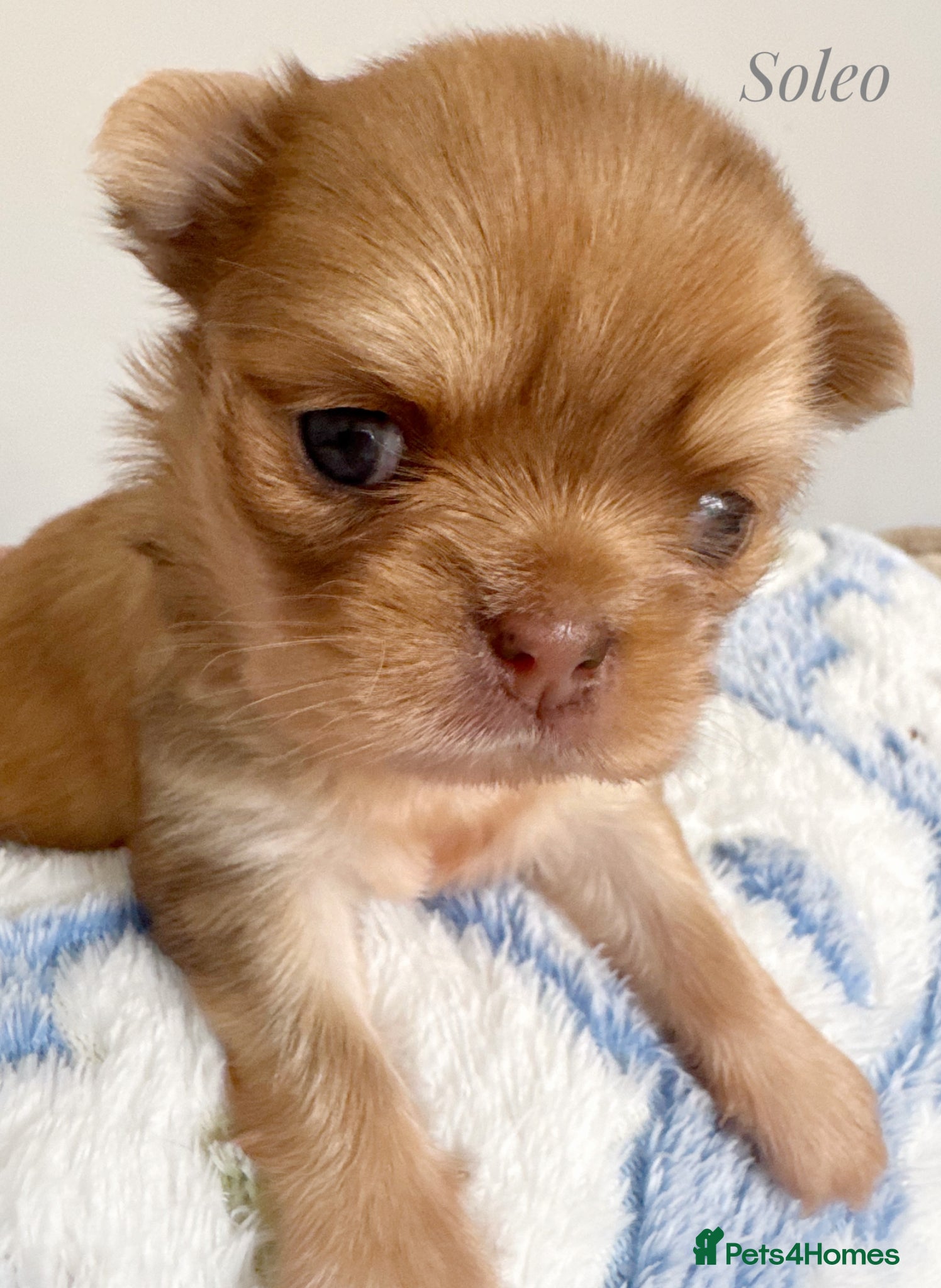 Chihuahua dogs Chihuahua puppies chocolate merle  - Advert 1