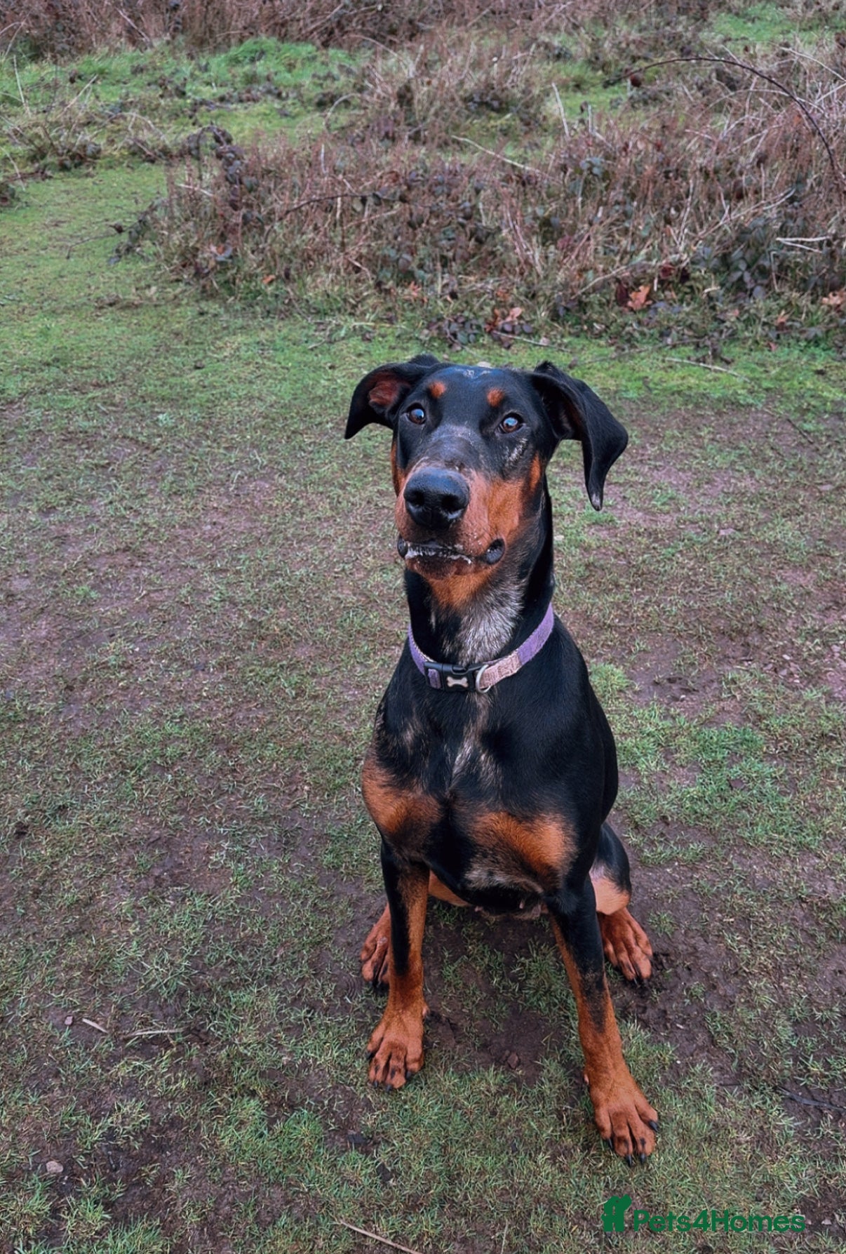 Mixed Breed dogs Doberman x Beauceron looking for her forever home  - Advert 1