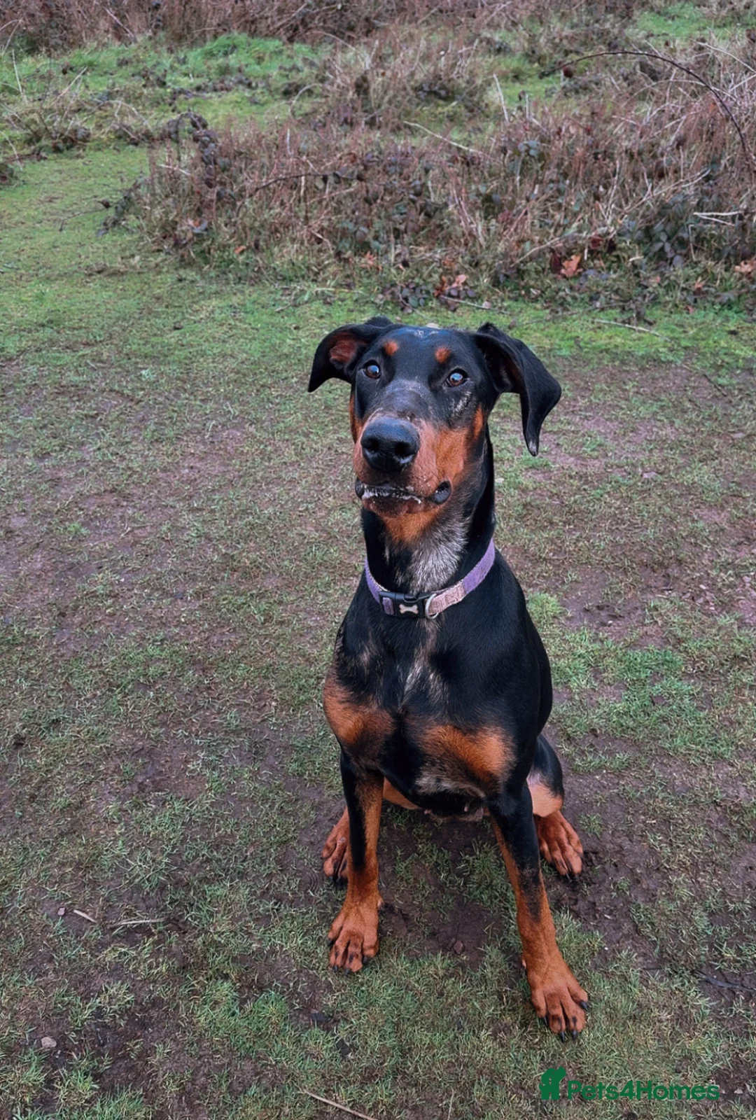 Mixed Breed dogs for sale: Doberman x Beauceron looking for her forever home  - Advert 1