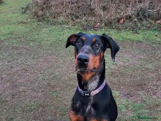 Mixed Breed dogs Doberman x Beauceron looking for her forever home - Advert 13