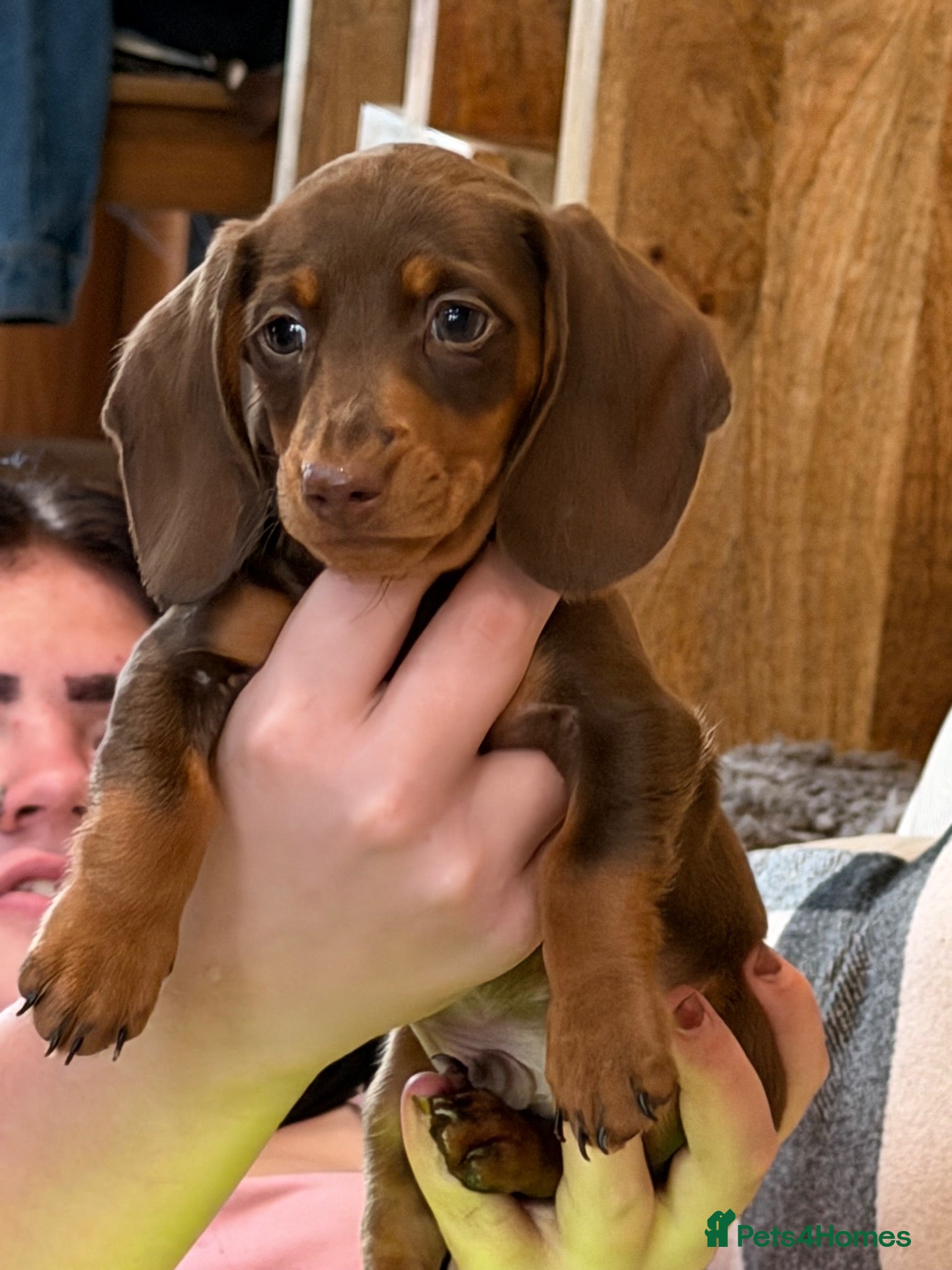 Dachshund dogs True miniature dachshund boy last one  - Advert 2