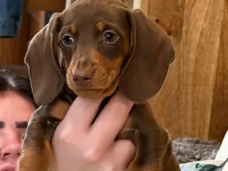 Dachshund dogs True miniature dachshund boy last one - Advert 2