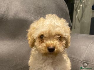 Maltipoo dogs Miniature maltipoo puppies - Advert 9