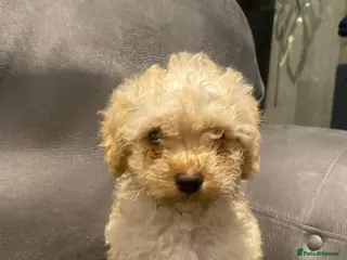 Maltipoo dogs Miniature maltipoo puppies - Advert 2