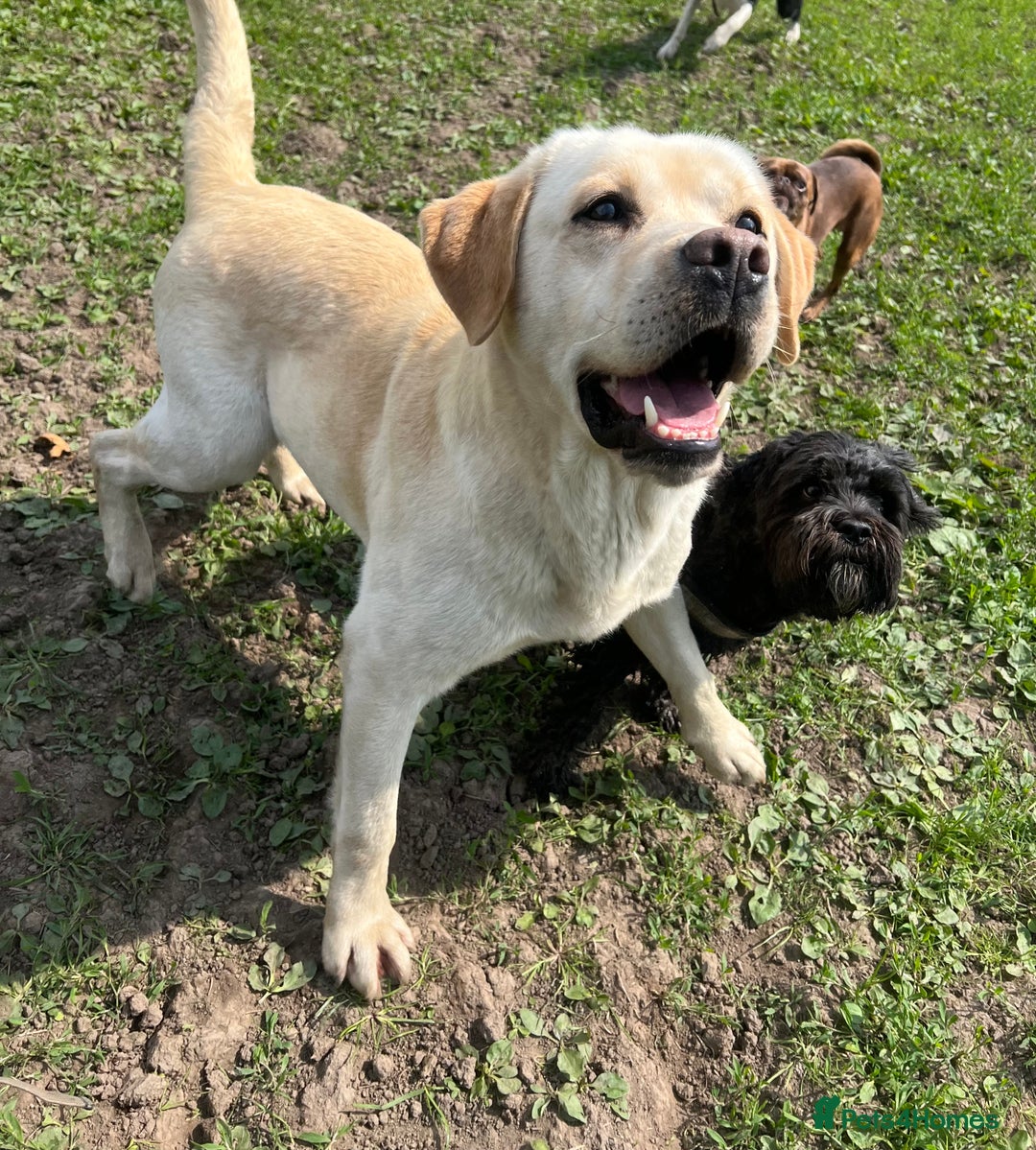 Labrador Retriever dogs for sale: ✨ Stunning chunky Labrador puppies ✨ - Image 23