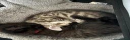 Bombay cats for sale: One short haired Tabby💜 Three Fluff males🩵 - Advert 7