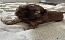 Shih Tzu dogs for sale: Imperial Shih Tzu for sale - Image 12