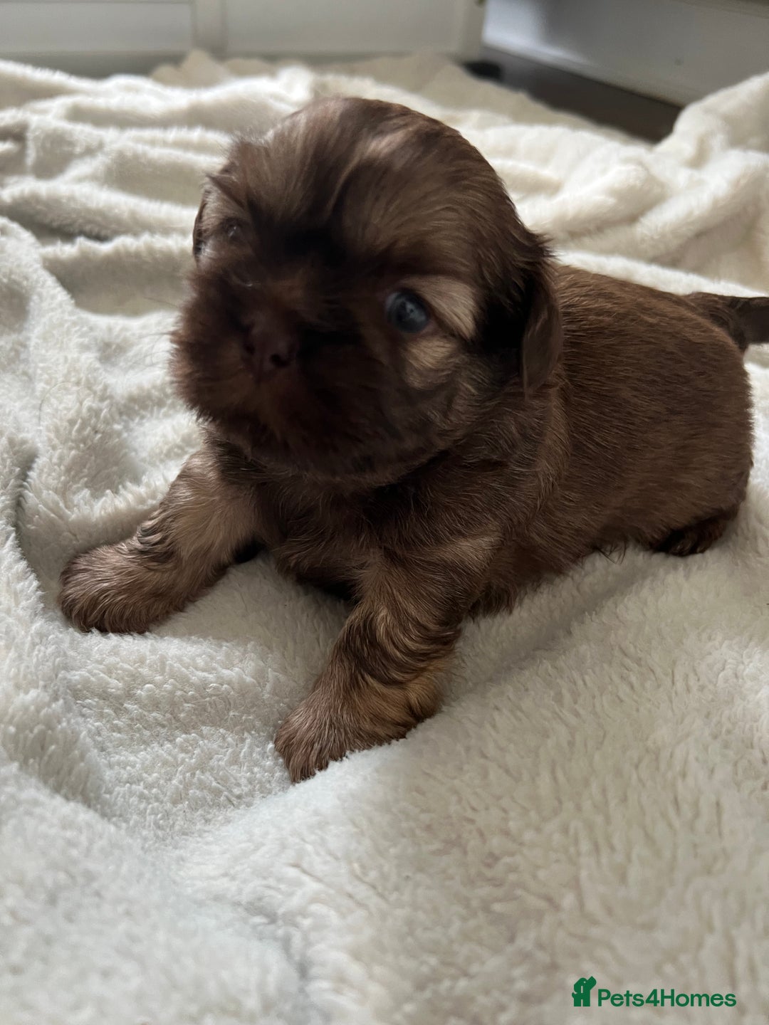 Shih Tzu dogs for sale: Imperial Shih Tzu for sale - Image 12