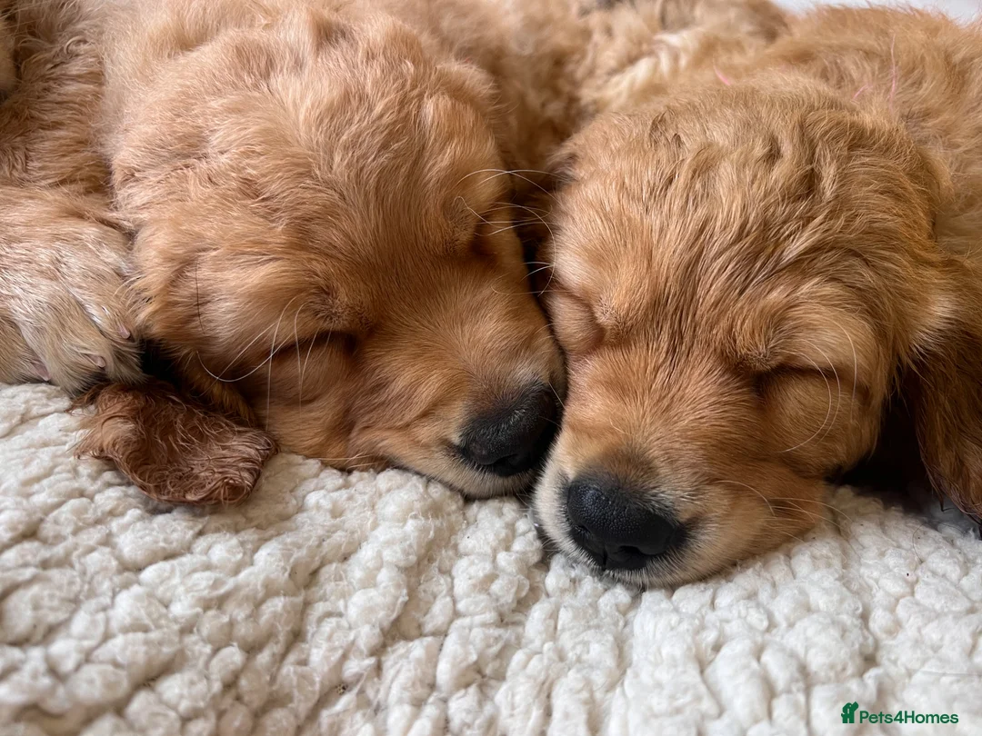 Golden Retriever dogs for sale: KC Golden Retrievers - Health Tested & Home Raised in Trowbridge - Advert 40