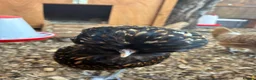 Mixed Breed poultry for sale: 5young hens 2 polish layers 3 silkies  - Advert 11