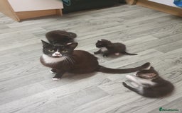 British Shorthair cats for sale: 3 kittens for sale - Image 7