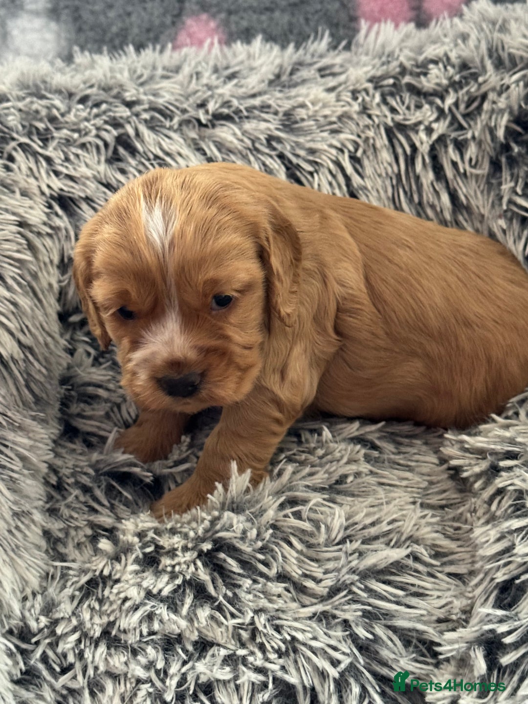 Cocker Spaniel dogs for sale: Show Type Cocker Spaniel Puppies – Girls Only - Advert 11