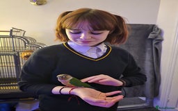 Parakeets birds for sale: Green Cheeked Conure. - Image 12