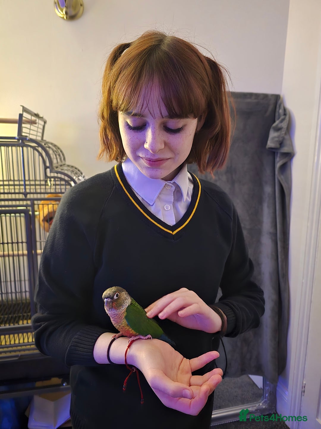 Parakeets birds for sale: Green Cheeked Conure. - Image 12