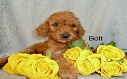 Cockapoo dogs for sale: F2B Red Cockapoos **BOTH PARENTS DNA CLEAR** - Image 14