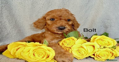 Cockapoo dogs - Advert 11